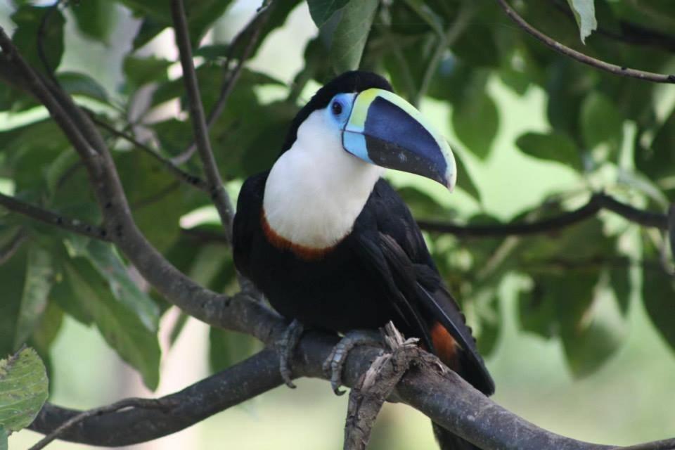 Jacamar Lodge Expeditions Iquitos Exteriér fotografie